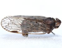 Xenoliarus placitus
