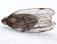 Xenoliarus placitus