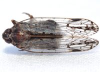 Xenoliarus placitus