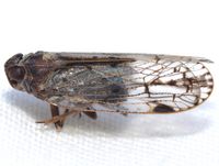 Xenoliarus placitus