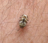 Xenoliarus placitus