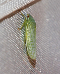 Gyponana unidentified species