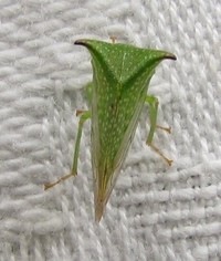 Stictocephala terminalis