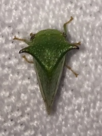 Stictocephala terminalis