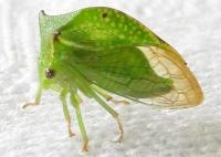 Stictocephala terminalis