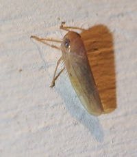 Chlorotettix iridescens