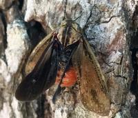 Angulapteryx texana
