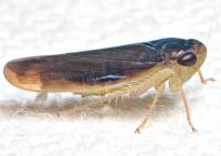 Chlorotettix fuscus
