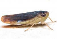 Chlorotettix fuscus