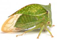 Stictocephala terminalis