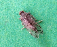 Xenoliarus placitus
