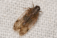 Xenoliarus placitus