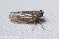 Pentastirini unidentified species