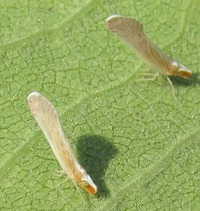 Litophallus schellenbergii