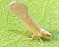 Litophallus schellenbergii