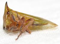 Stictocephala nr. stimulea