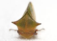 Stictocephala nr. stimulea