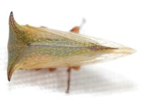 Stictocephala nr. stimulea