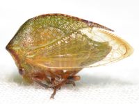 Stictocephala nr. stimulea