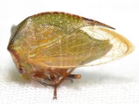 Stictocephala nr. stimulea