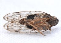 Xenoliarus placitus