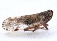 Xenoliarus placitus