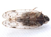 Xenoliarus placitus