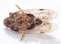 Xenoliarus placitus