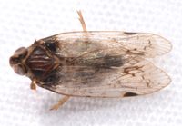 Xenoliarus placitus