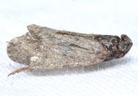 Xenoliarus placitus