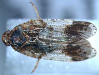 Cixius unidentified species