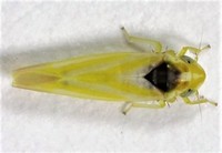 Erythridula noeva