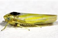 Erythridula noeva