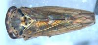 Idiocerus stigmaticalis