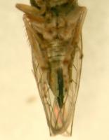 Idiocerus stigmaticalis