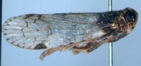 Xenoliarus placitus
