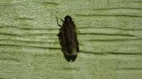 Cilidius vicarius