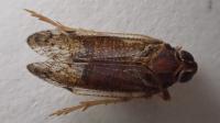 Cilidius vicarius