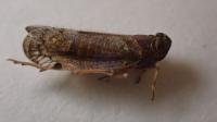 Cilidius vicarius