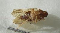 Cilidius vicarius