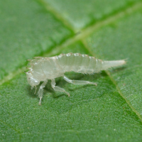 Stictocephala militaris