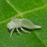 Stictocephala militaris