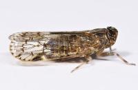 Xenoliarus placitus