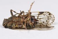 Xenoliarus placitus