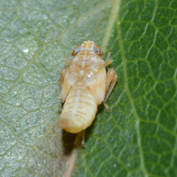 Orientus ishidae