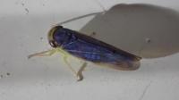 Chlorotettix fuscus