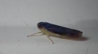 Chlorotettix fuscus
