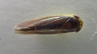 Chlorotettix fuscus