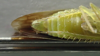 Chlorotettix fuscus