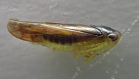 Chlorotettix fuscus